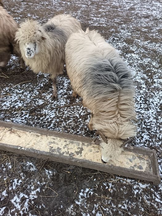 Vând sau schimb 2 oi