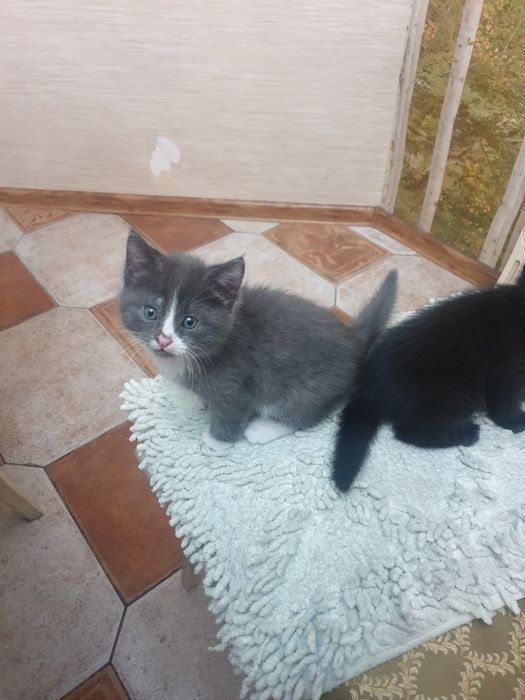 Котята ищут семью.