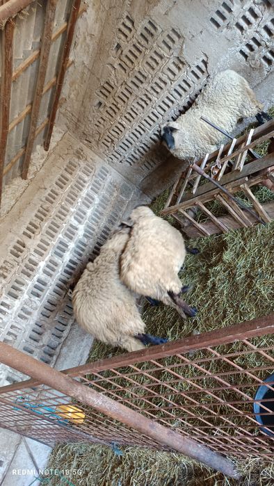 Vând grâu , pentru mai multe detalii sunați la numărul afișat !