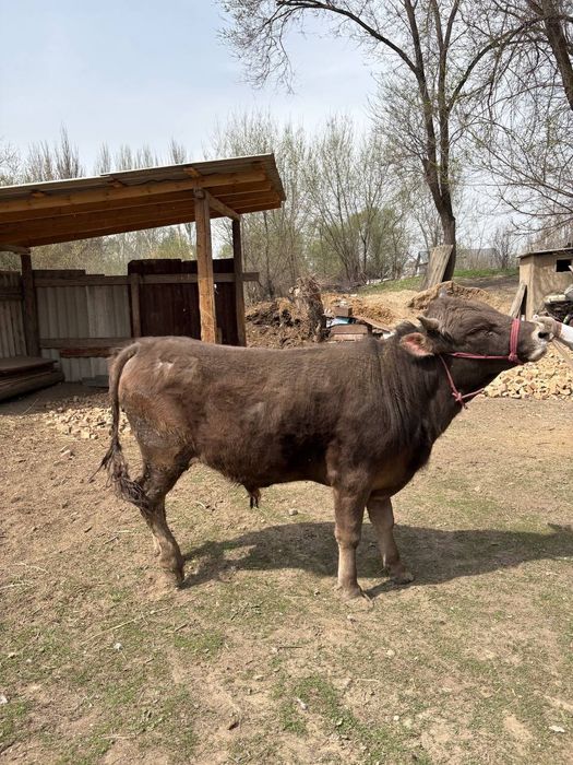 Алатау парода бұқа