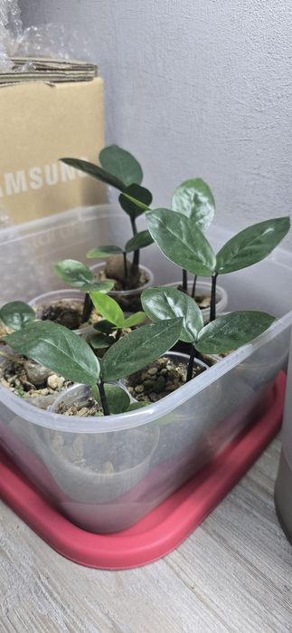 Продам Замиокулькас