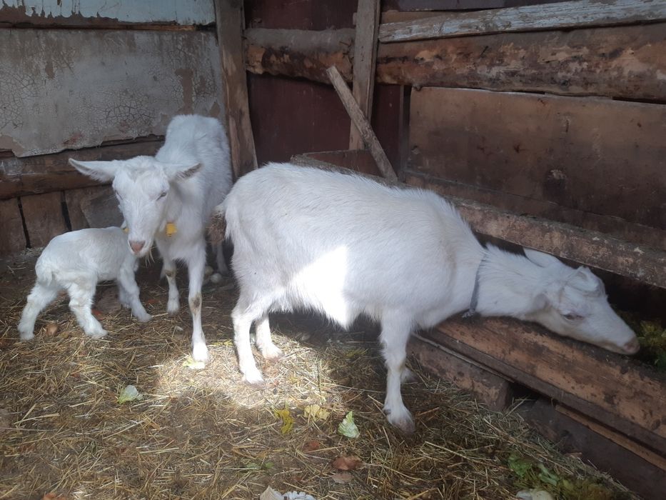 Заненский козёл (продажа)