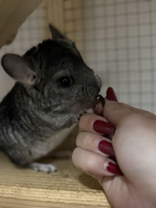 Pui de Chinchilla