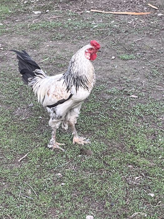 Продам молодого петушка