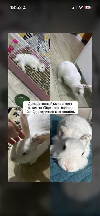 Декоративный кролик Деркул