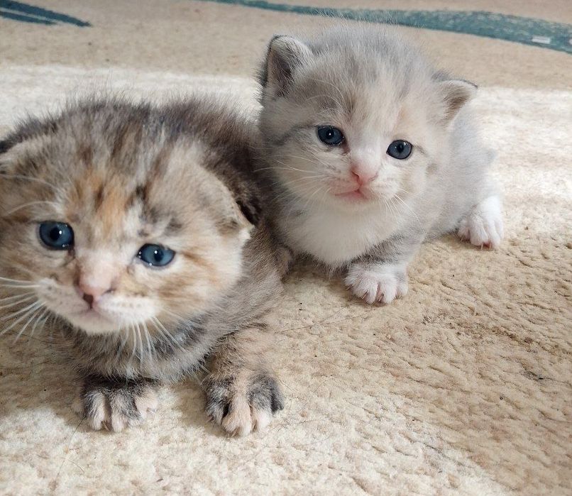 Elita Scottish Fold 1 oylik mushukchalar