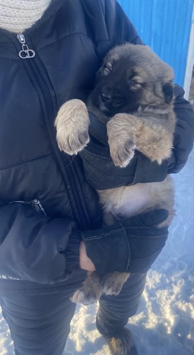 Пристрою, щенят