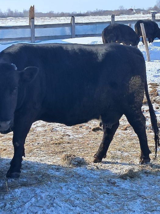 Продам корову ...