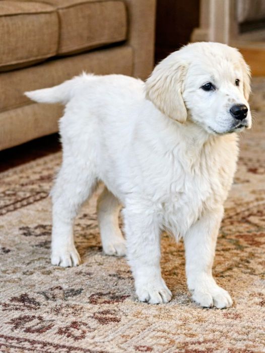 Fetița Golden Retriever cu Pedigree FCI