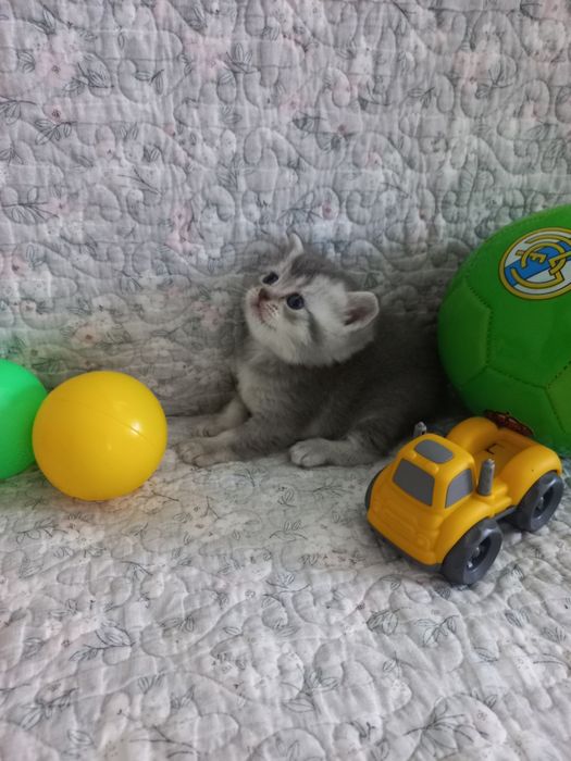 Продаются страйты не дорого