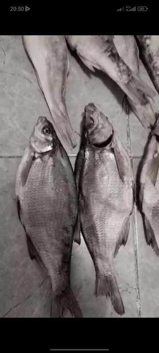 Вяланные рыбы.лещ.жерих.рыбец