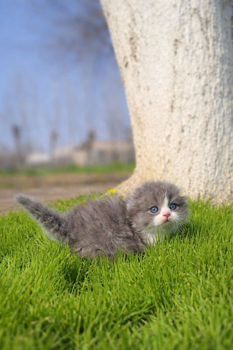 Mushukchalarimiz sotuvda