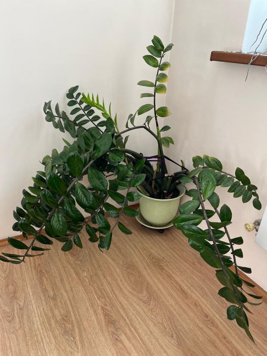 Замиокулькас растение