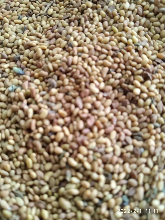 beda urug ozbekiston sharoitida ekib olingan sorti toshkent 1