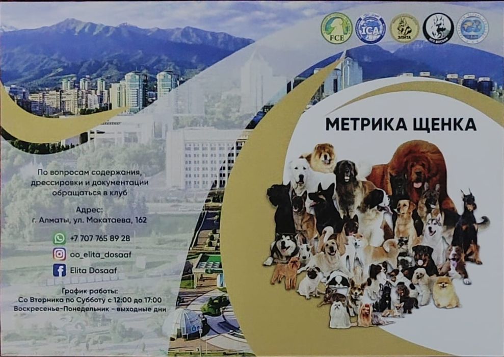 Бельгийская овчарка малинуа