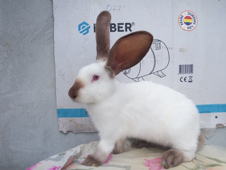 Masculi și femele Uriaș de Translvania!