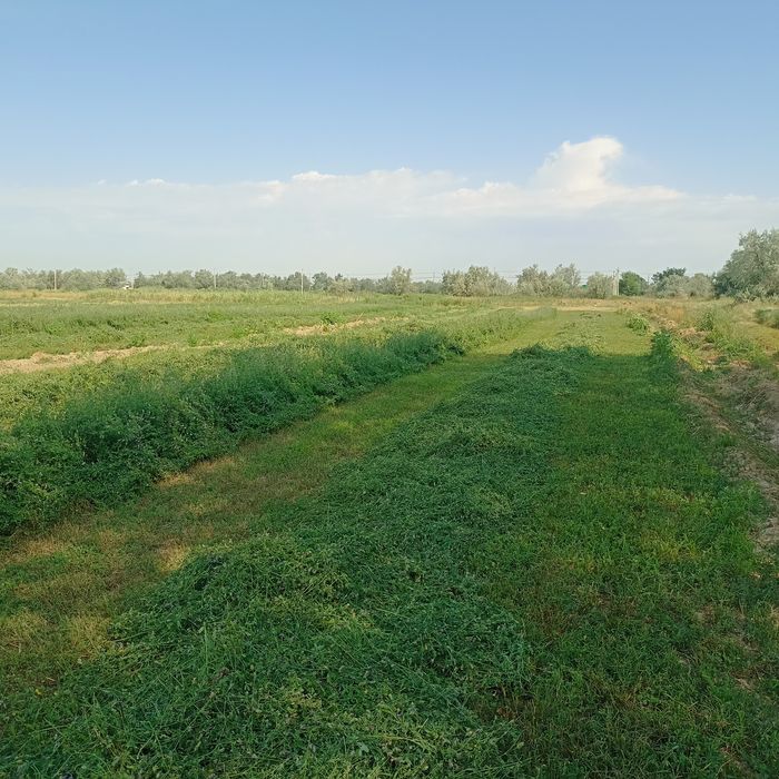 Продается люцерна в тюках.