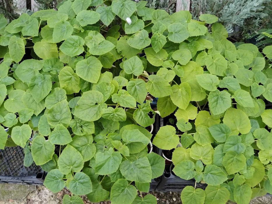 Puiet Pawlonia Tomentosa la pahare/ saculeti biodegradabili