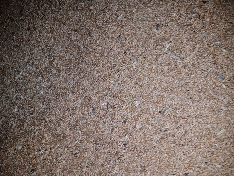 Пшеница чистая сухая Бидай