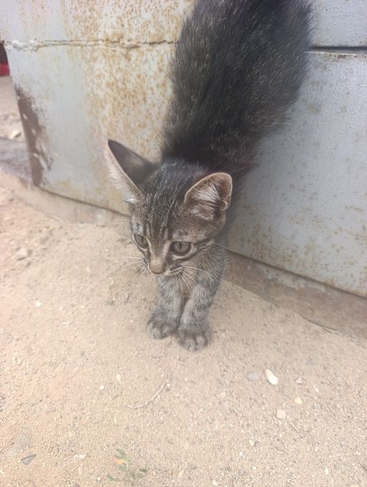 Маленький котик ищет дом