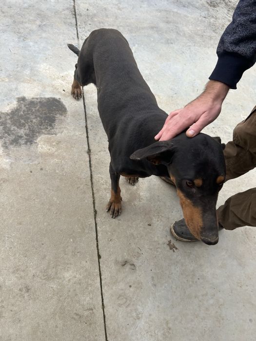 Vand/schimb femela copoi ardelenesc