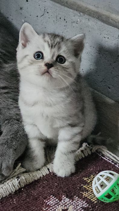 British shorthair din felisa autorizata