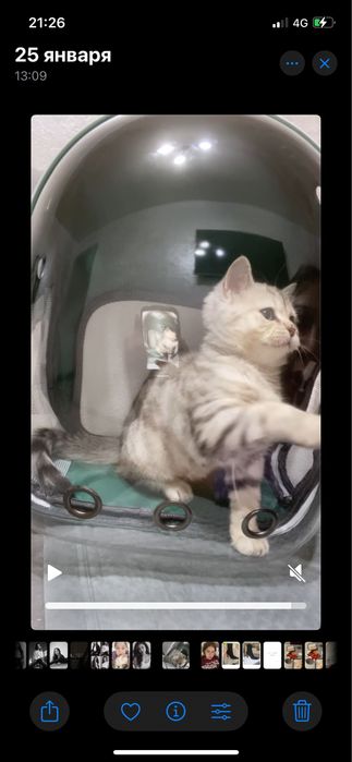 Продам кошку 60 тысячи