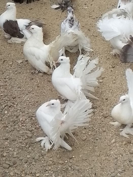 Porumbei voltați indieni