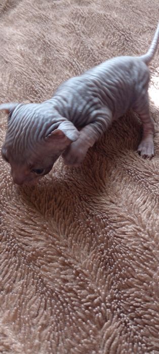 Котят донского сфинкса
