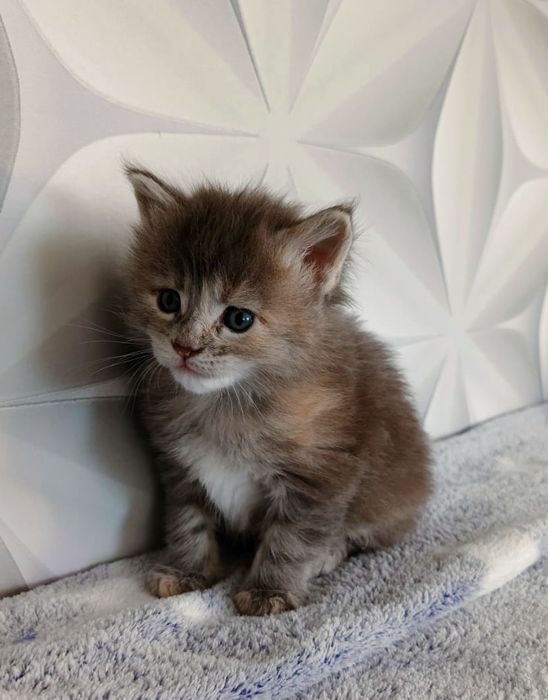 Котята Мейн Кун ( питомник)