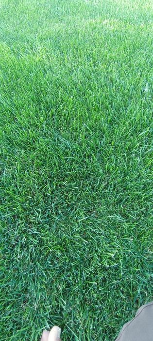 Tuya archadan zabor qlamz