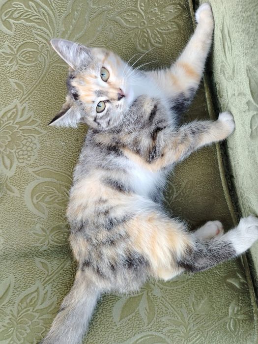 Котята в добрые руки!