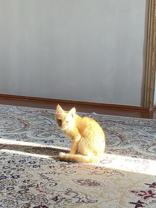 Кот рыжик, 6 месяцев