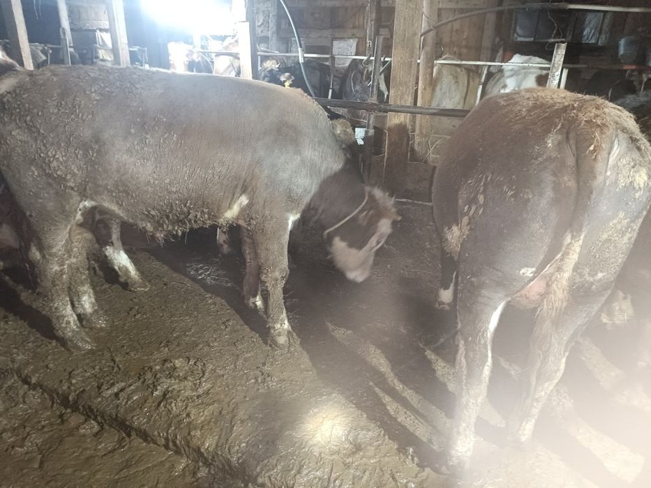 Откорым буқалар сатылады