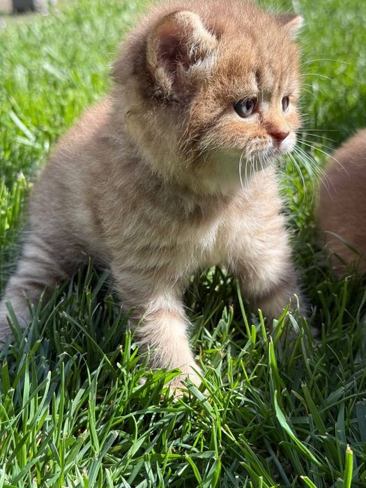 Мушукчалар сотилади!