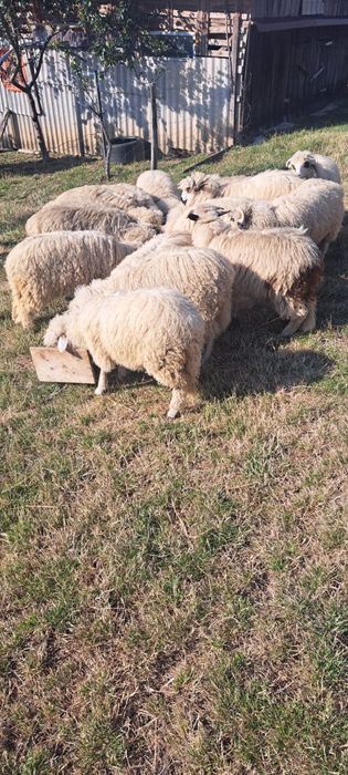 Miei de vânzare din primăvară