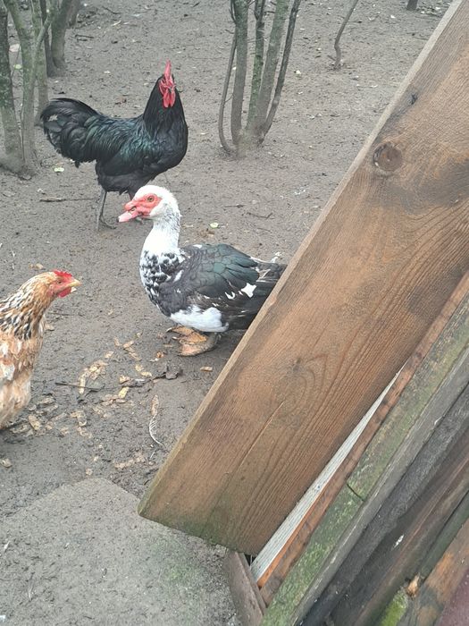 4 rațe și un rățoi mut 2025