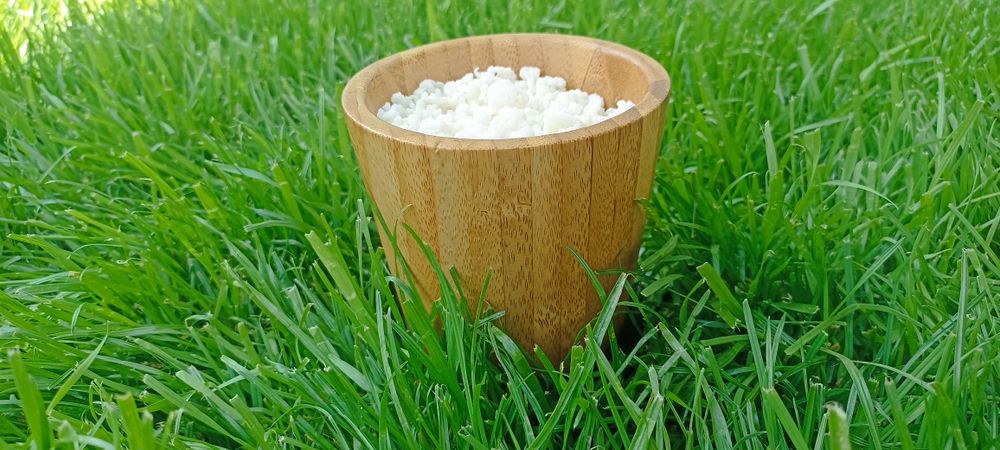 Ciuperca Tibetana KEFIR