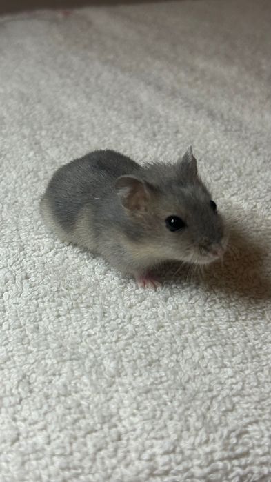 Джунгарские хомяки