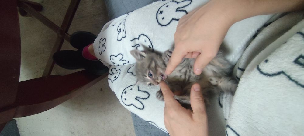 Котёнок мальчик бесплатно