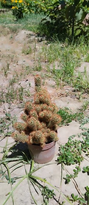 Гуллар нархини калишамиз