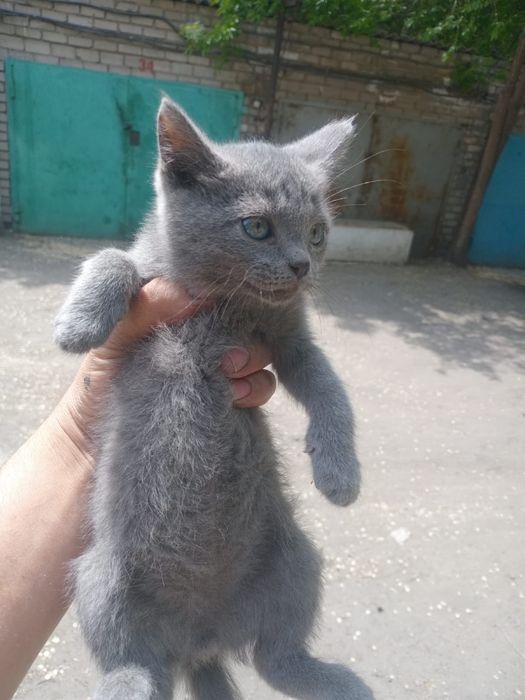 Отдам котят в добрые руки!