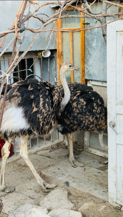 Tuyaqush 6-7 oylik srochna sotiladi( страус)