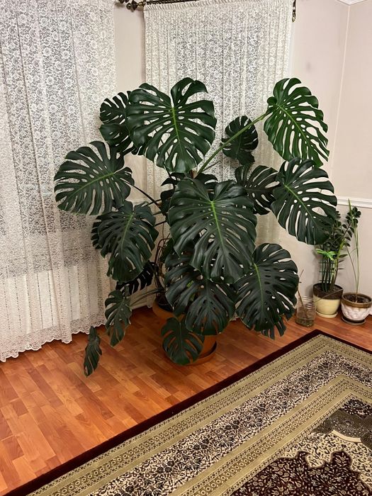 Монстера цветок растениЕ