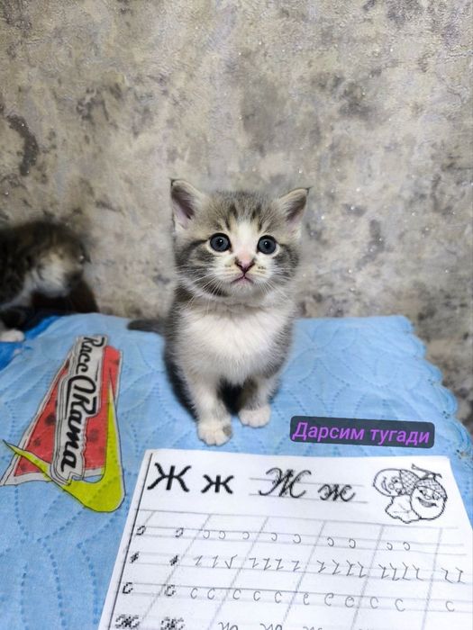 Кошка Шотландский