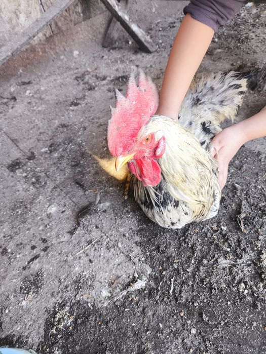 Продается серо черный петух