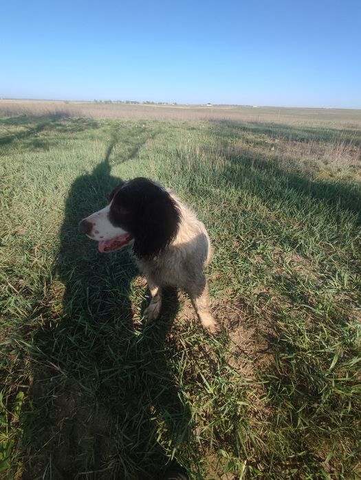 Продам спаниель кабель