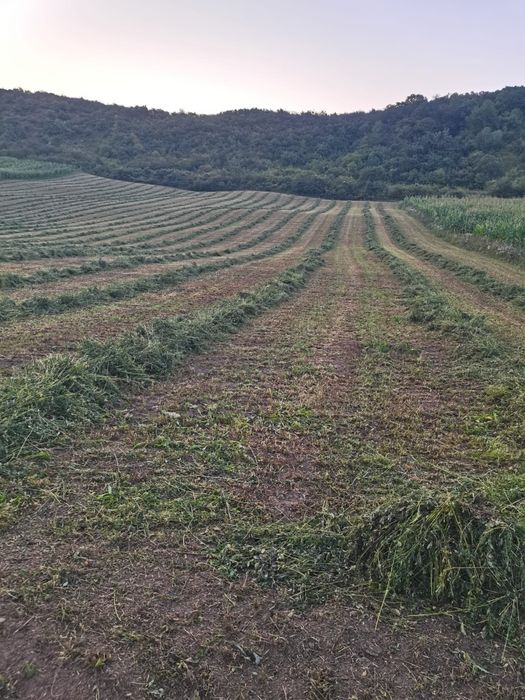 Baloți de lucernă dreptunghiulari