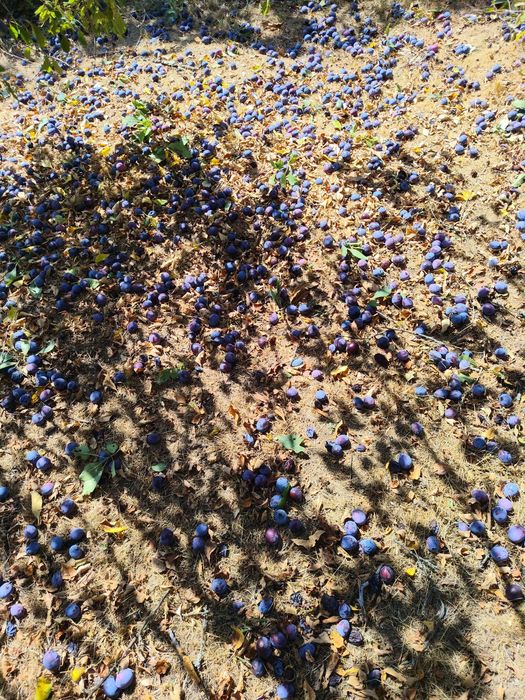 Vand prune de țuică