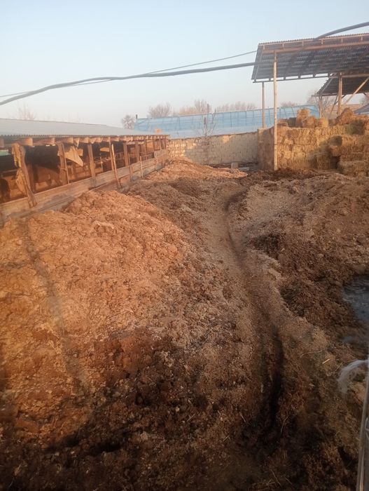 Тенин навоз даром